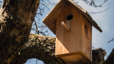 Kreis Paderborn fördert Nistkästen